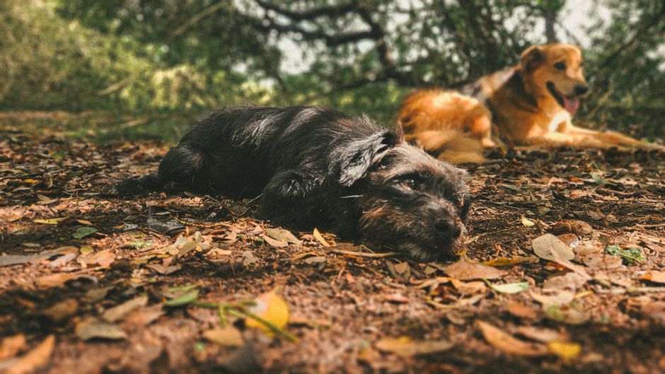 como cachorro vomitar