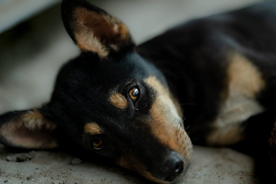 como cachorro vomitar