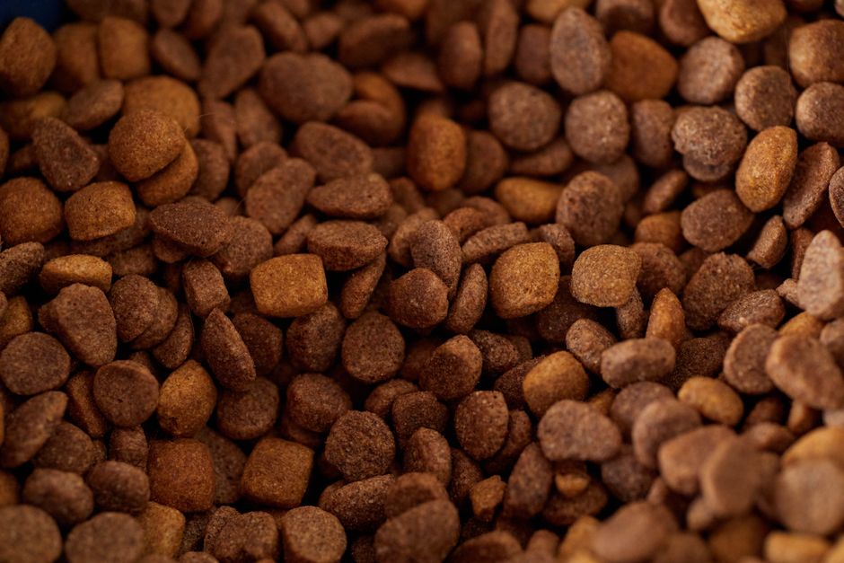 o que é melhor para cachorro ração ou comida