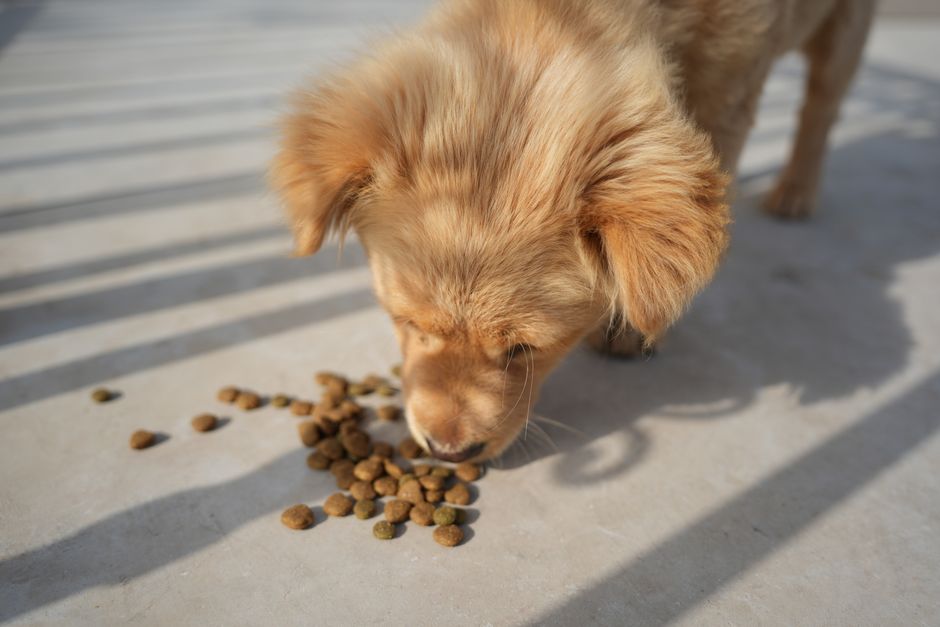 o que é melhor para cachorro ração ou comida