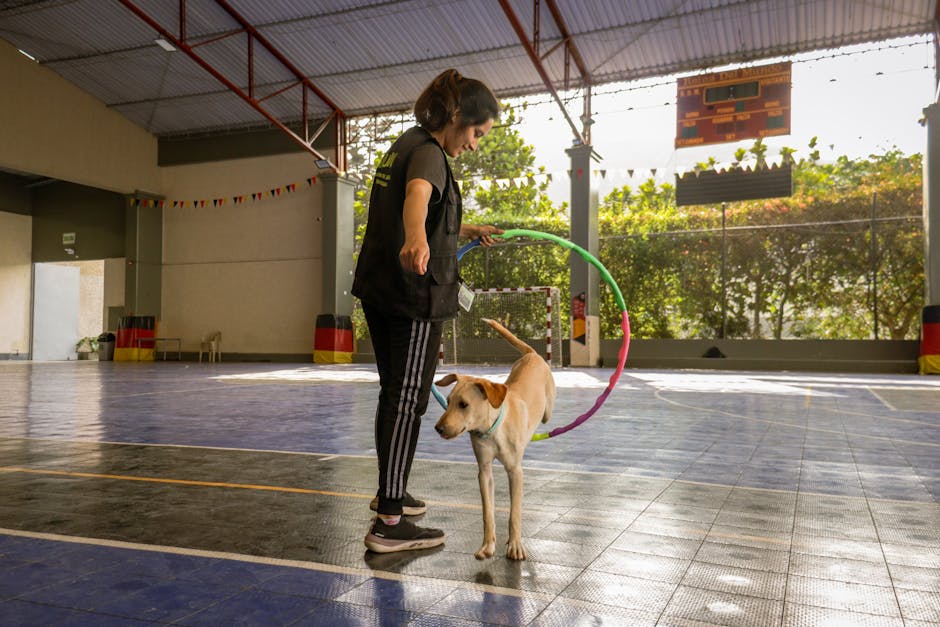 quanto custa adestramento de um cachorro