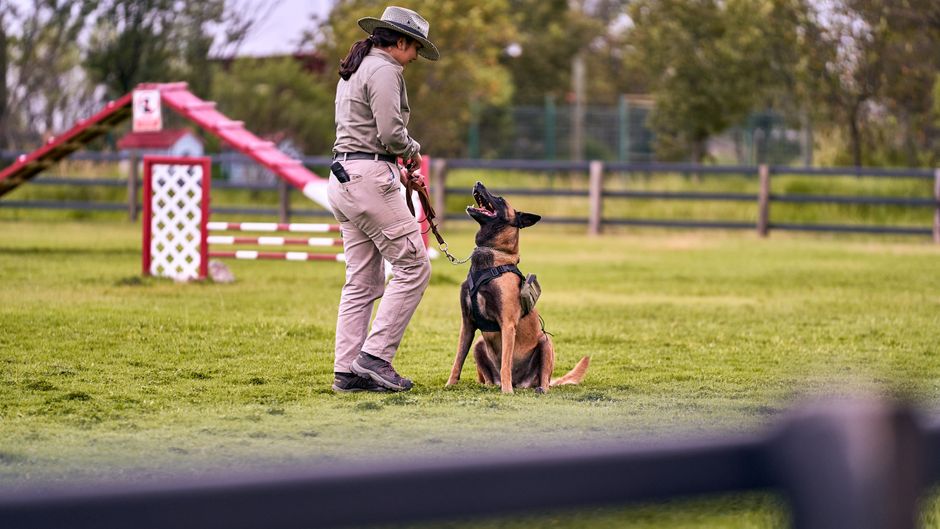 quanto custa o adestramento de um cão